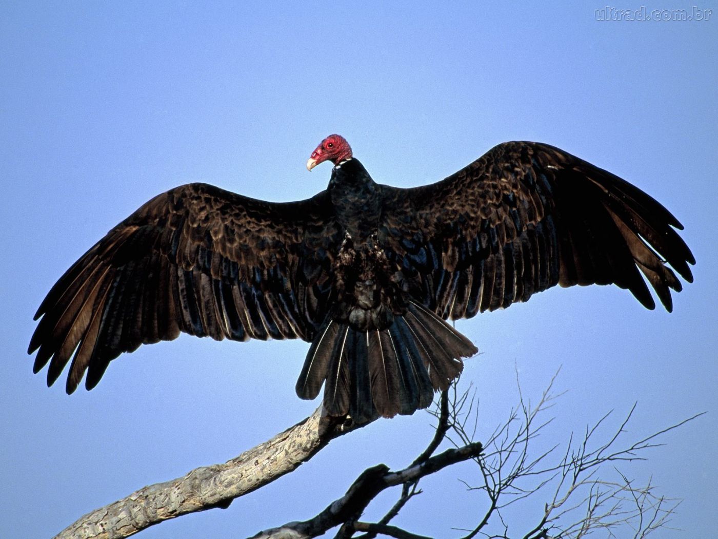 An Urubu - a brazilian vulture